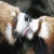 Love and Life *Red Panda RP*