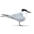 Rainys Sandwhich Tern Project