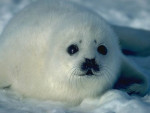 Neige - Seal (1 year)